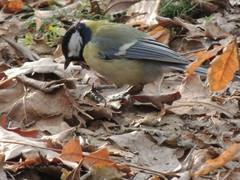 Parus major