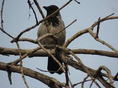 Corvus cornix