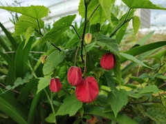 Callianthe megapotamica