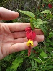 Callianthe megapotamica