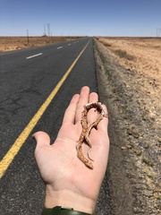 Dipsina multimaculata