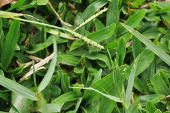 Paspalum notatum