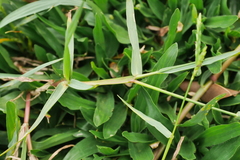 Paspalum notatum