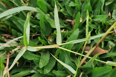 Paspalum notatum