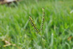 Paspalum notatum