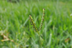 Paspalum notatum