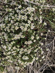 Cochlearia danica