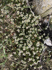 Cochlearia danica