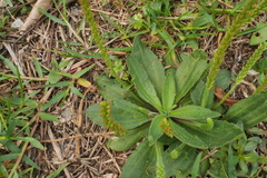 Plantago virginica