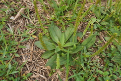 Plantago virginica