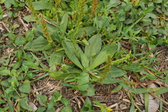 Plantago virginica