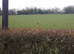 Lepus timidus hibernicus