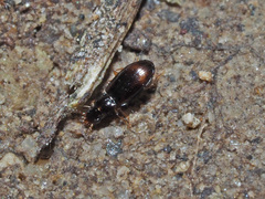 Bembidion