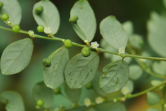 Phyllanthus tenellus