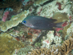 White-Axil Damselfish photo 3