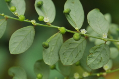 Phyllanthus tenellus