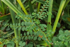 Phyllanthus tenellus