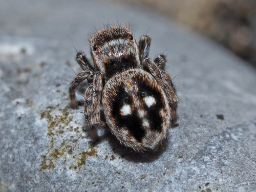 Attulus penicillatus