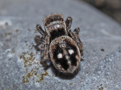 Attulus penicillatus