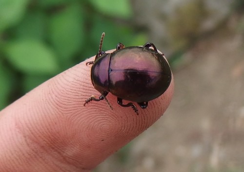 Timarcha hummelii · iNaturalist