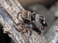 Attulus penicillatus