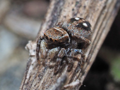 Attulus penicillatus