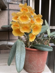 Dendrobium lindleyi