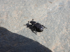 Clinterocera mandarina