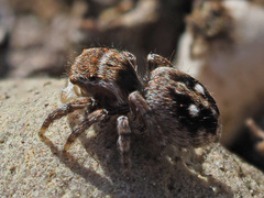 Attulus penicillatus