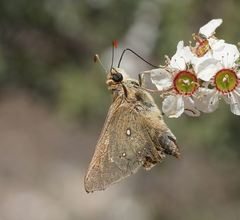 Hesperilla trimaculata
