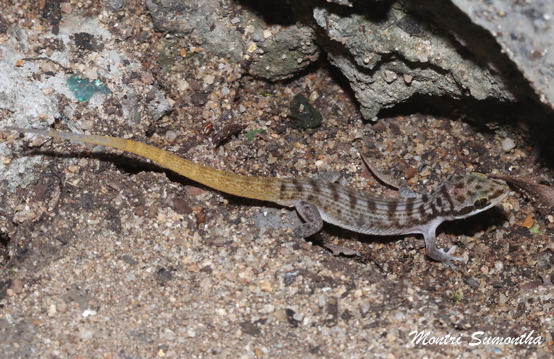 Yellow-Tailed Leaf-Toed Gecko