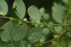 Phyllanthus tenellus