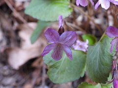 Viola pekinensis