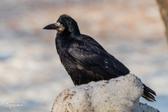 Corvus frugilegus