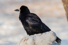 Corvus frugilegus