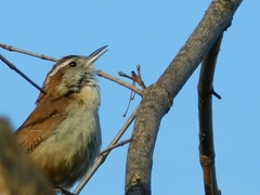 Thryothorus ludovicianus