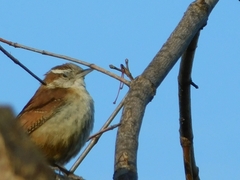 Thryothorus ludovicianus