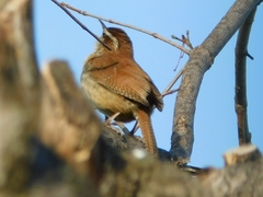 Thryothorus ludovicianus