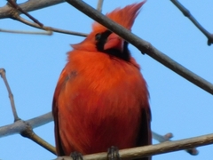 Cardinalis cardinalis