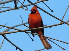 Cardinalis cardinalis