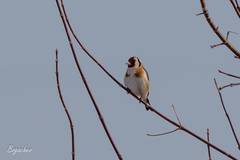 Carduelis carduelis