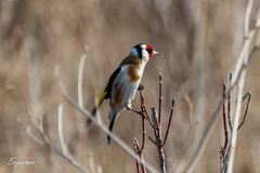 Carduelis carduelis