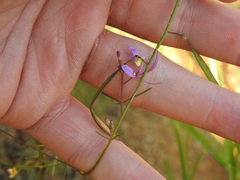 Cleome maculata