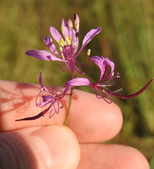 Cleome maculata