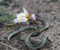Tulipa biflora