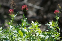 Centranthus ruber