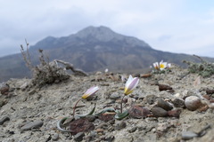 Tulipa biflora