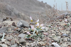 Tulipa biflora