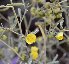 Sida calyxhymenia