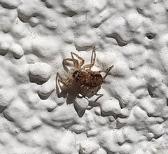 Menemerus semilimbatus